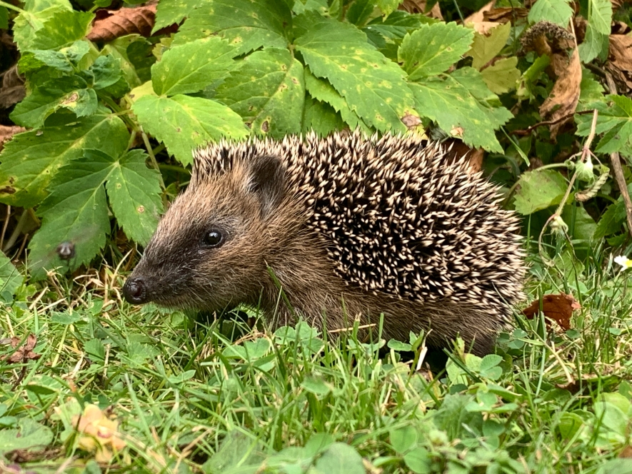 [Photo of a hedgehog in the grass]